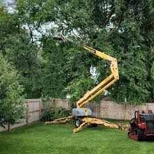 How Our Tree Care Process Works  in  Rogersville, TN