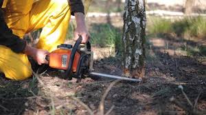 Best Lawn Grading and Leveling  in Rogersville, TN