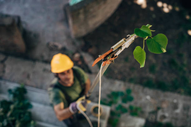 Best Tree Preservation Services  in Rogersville, TN