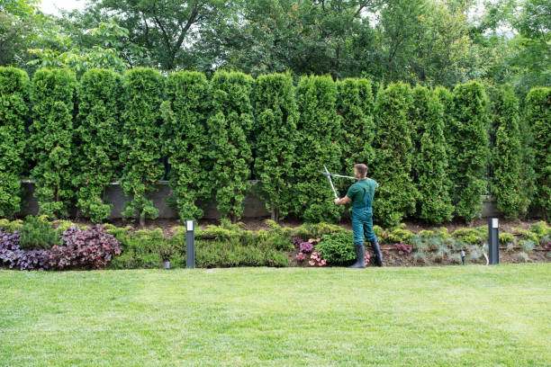 Best Fruit Tree Pruning  in Rogersville, TN