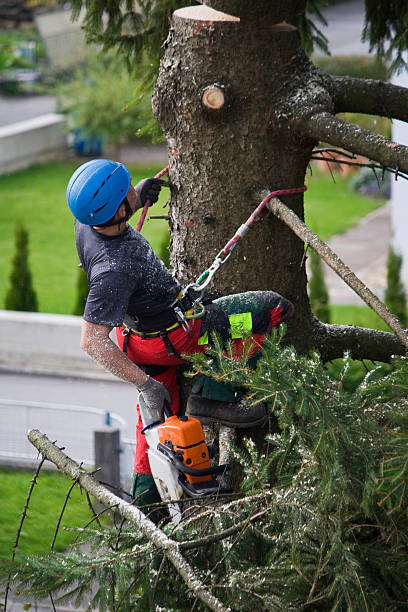 Best Tree and Shrub Care  in Rogersville, TN
