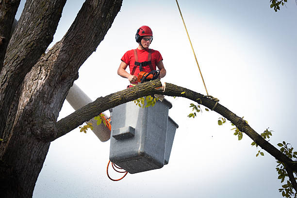 Best Commercial Tree Services  in Rogersville, TN