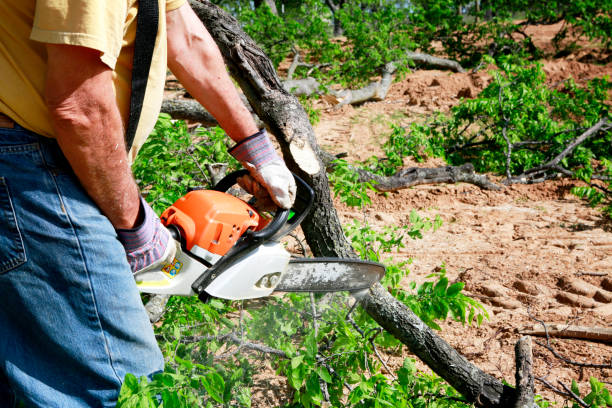 Best Tree Planting  in Rogersville, TN