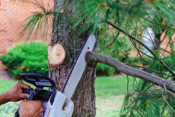 Best Hedge Trimming  in Rogersville, TN
